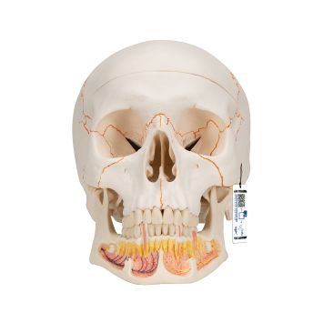 Klassieke schedel met geopende kaak